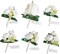 6-Piece White Boutonniere Set – Realistic Ranunculus & Pearl Corsages with Gold Pins for Groom, Groomsmen, Prom, Wedding, Homecoming, Anniversary, Formal Suits